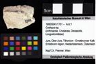 Foto (Objket + Etiketten) von Goniodromites bidentatus (Reuss, 1859) 